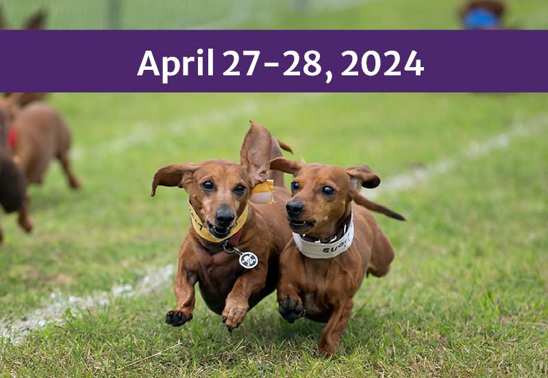 2024 Buda Wiener Dog Race