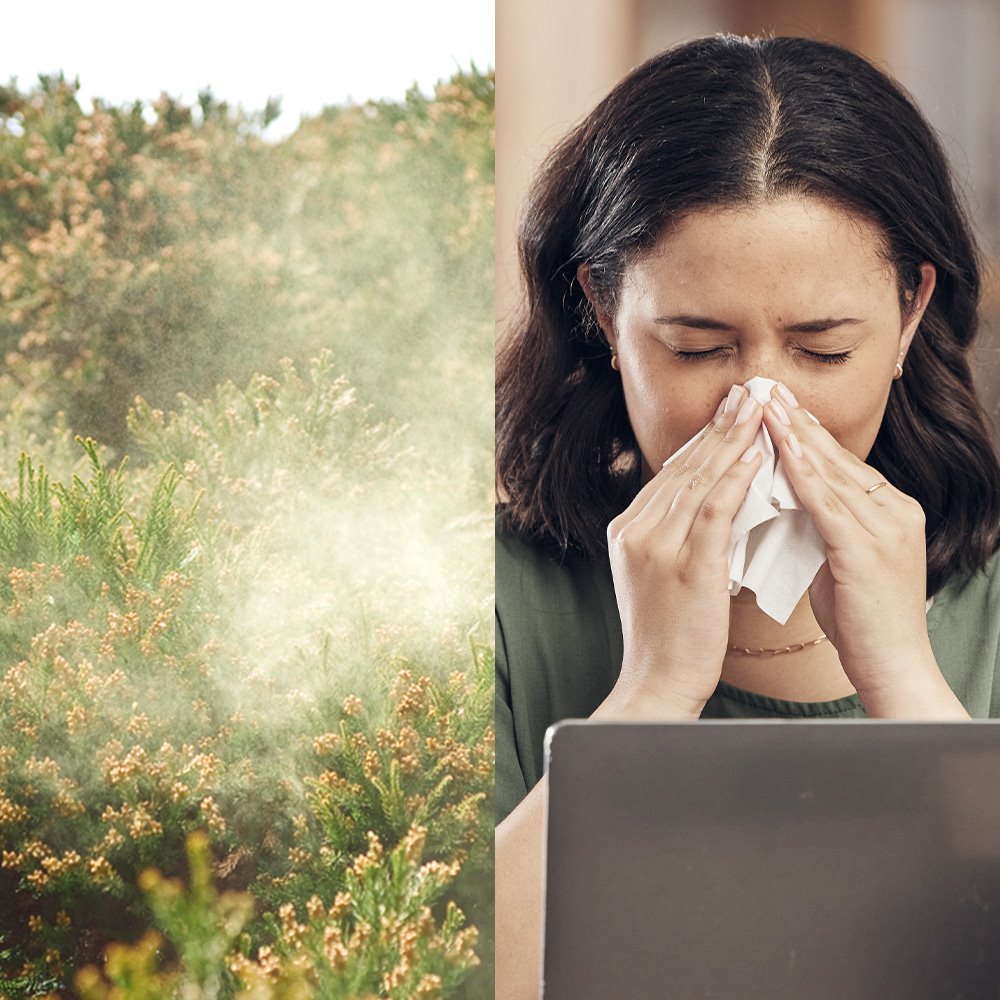 An image of plants releasing pollen and an image of a woman sneezing with a tissue in hand while she is on her laptop