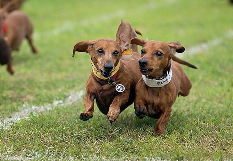 Two wiener dogs running next to each other at the Buda Weiner Dog Race event in Buda, TX