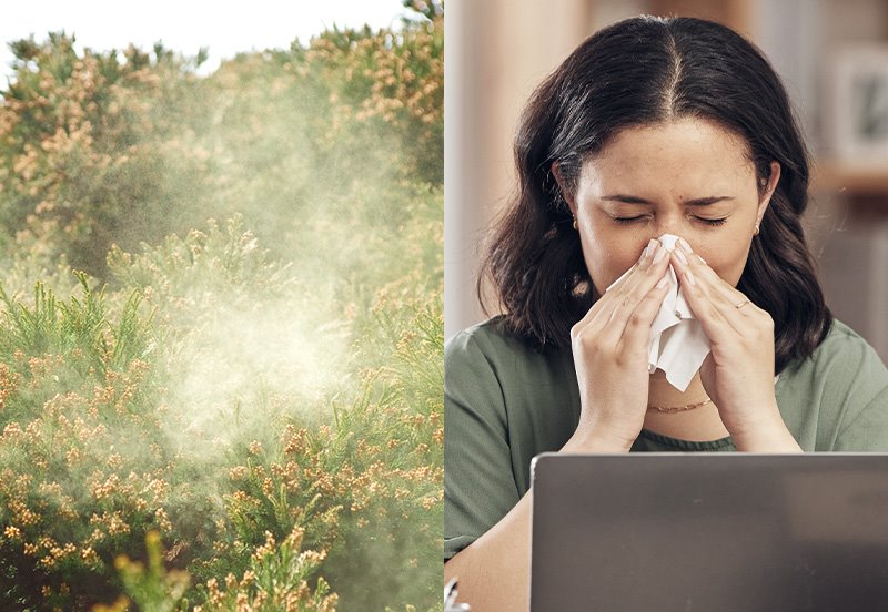 An image of plants releasing pollen and an image of a woman sneezing with a tissue in hand while she is on her laptop